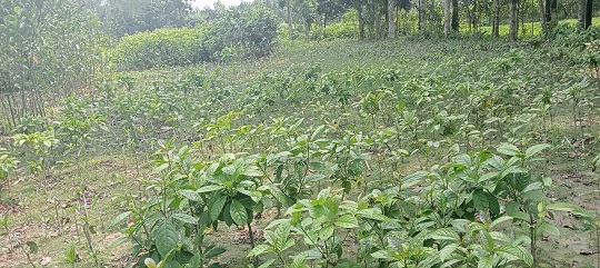 image-here